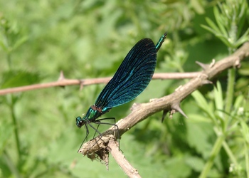 Blauflügel-Prachtlibelle (Calopteryx virgo) - © Emanuel Trummer